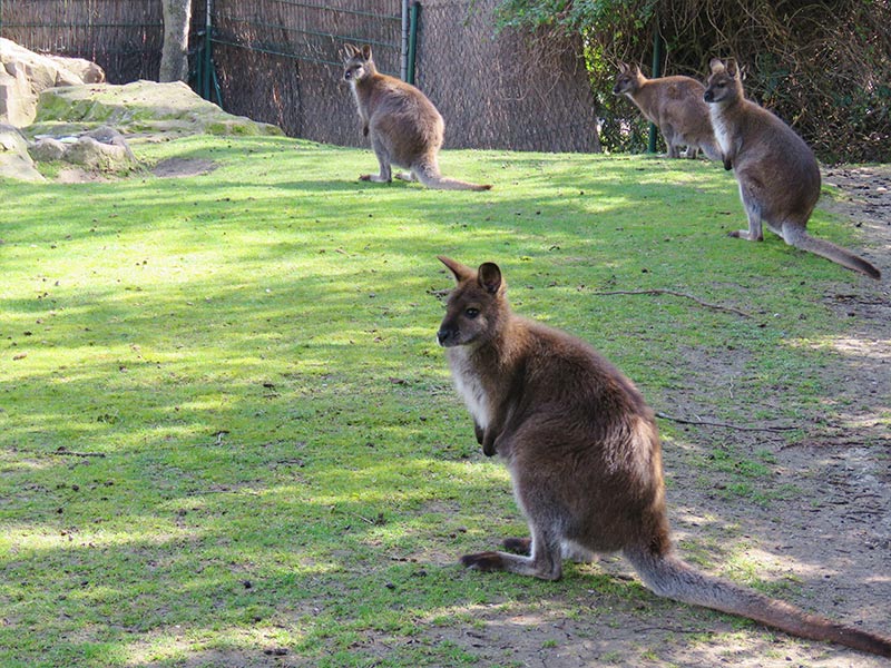 Terriotorio Wallaby Faunia