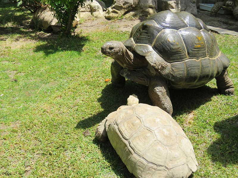 Tortugas gigantes Faunia