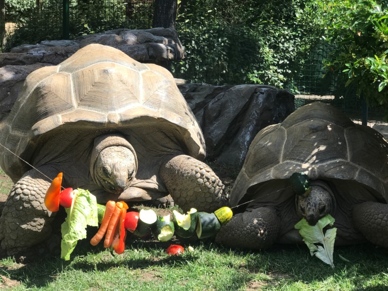 Tortugas gigantes en Faunia