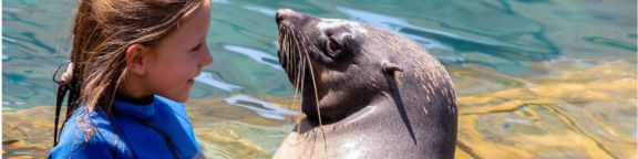 Acércate a nuestros osos marinos. Interacción con osos marinos en Faunia.