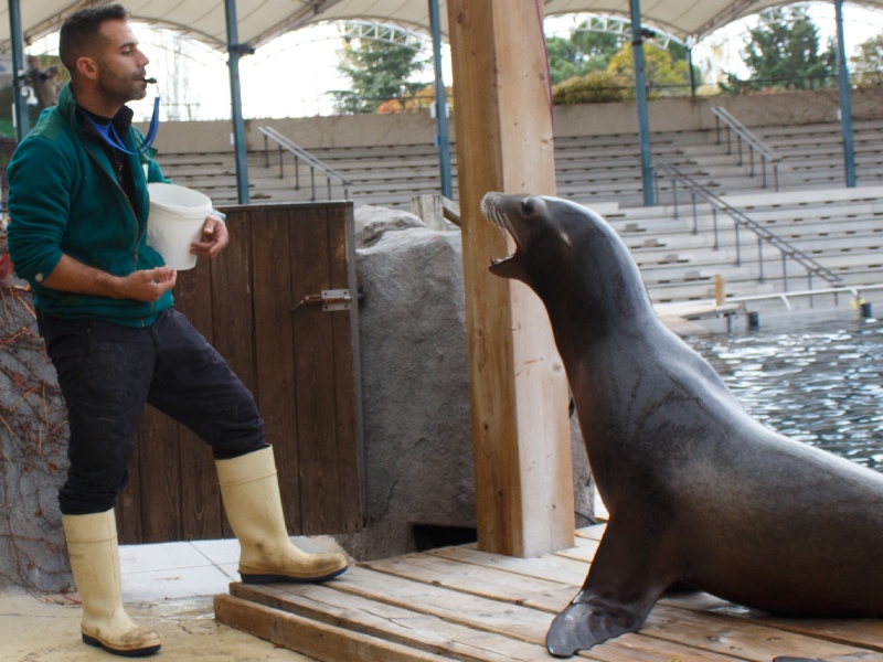 Acércate a nuestros osos marinos. Interacción con osos marinos en Faunia