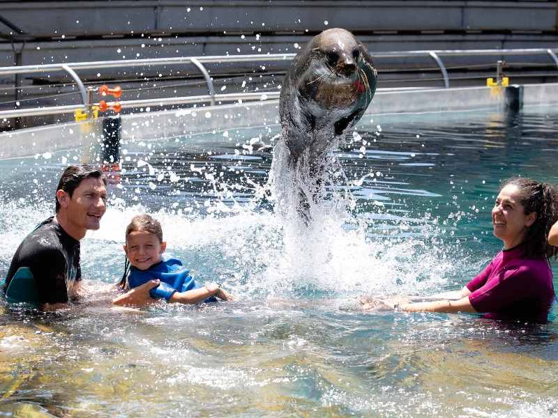 Baños con osos marinos en Faunia