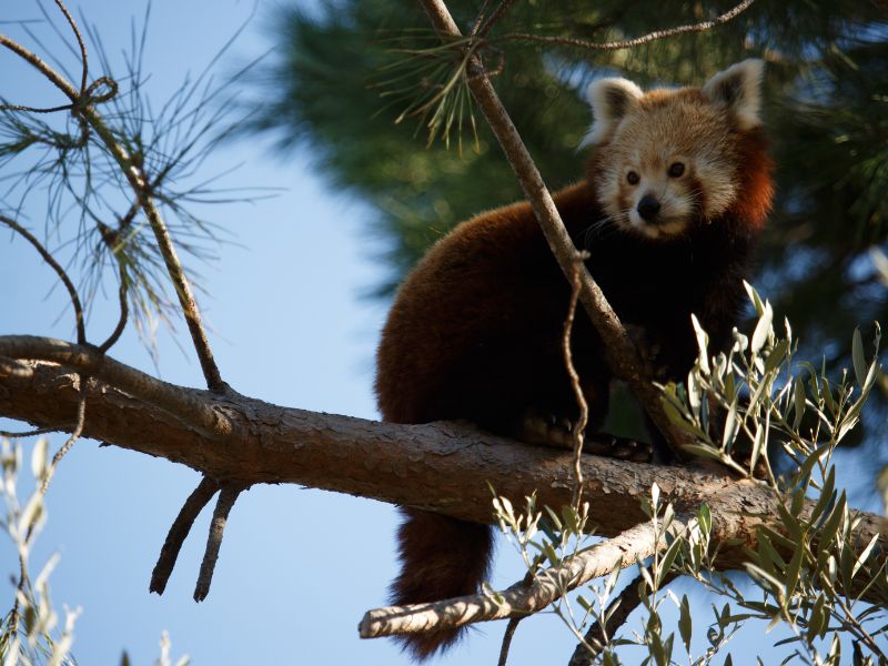 panda rojo comus - 1