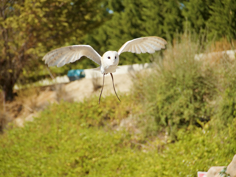 Actividad de vuelo de aves rapaces y exóticas