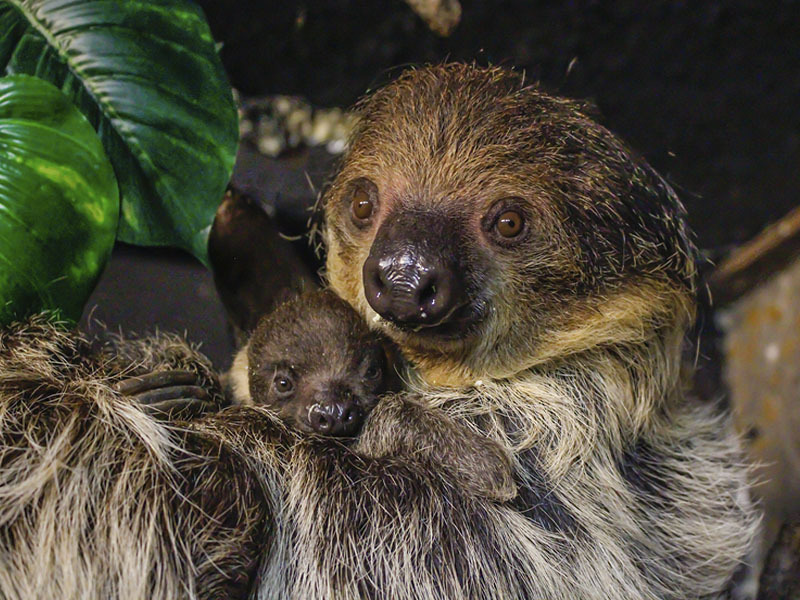 faunia-concurso-cria-perezoso-jun22